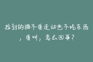 捡到的猫不爱走动也不吃东西,爱叫,怎么回事?