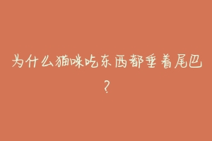 为什么猫咪吃东西都垂着尾巴?