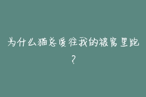为什么猫总爱往我的被窝里跑?