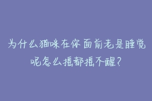 为什么猫咪在你面前老是睡觉呢怎么摇都摇不醒?