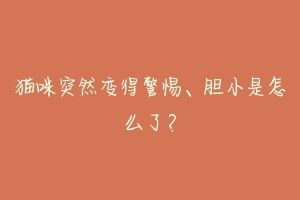 猫咪突然变得警惕、胆小是怎么了?