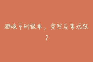 猫咪平时很乖,突然反常活跃?