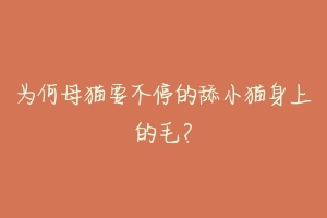 为何母猫要不停的舔小猫身上的毛?