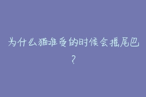 为什么猫难受的时候会摇尾巴?