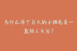 为什么两个月大的小猫老是一直舔人头发?