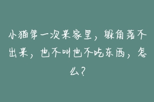 小猫第一次来家里,躲角落不出来,也不叫也不吃东西,怎么?