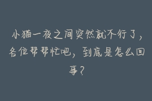小猫一夜之间突然就不行了，各位帮帮忙吧，到底是怎么回事？
