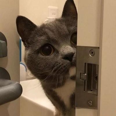 为什么猫咪喜欢趴胸口？