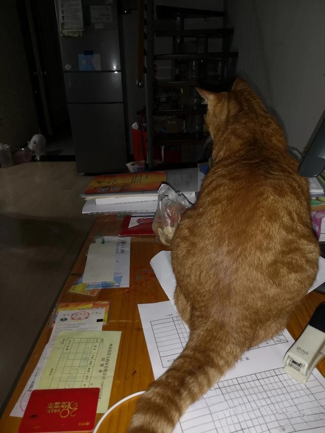 为什么有人说捡猫回家不好?