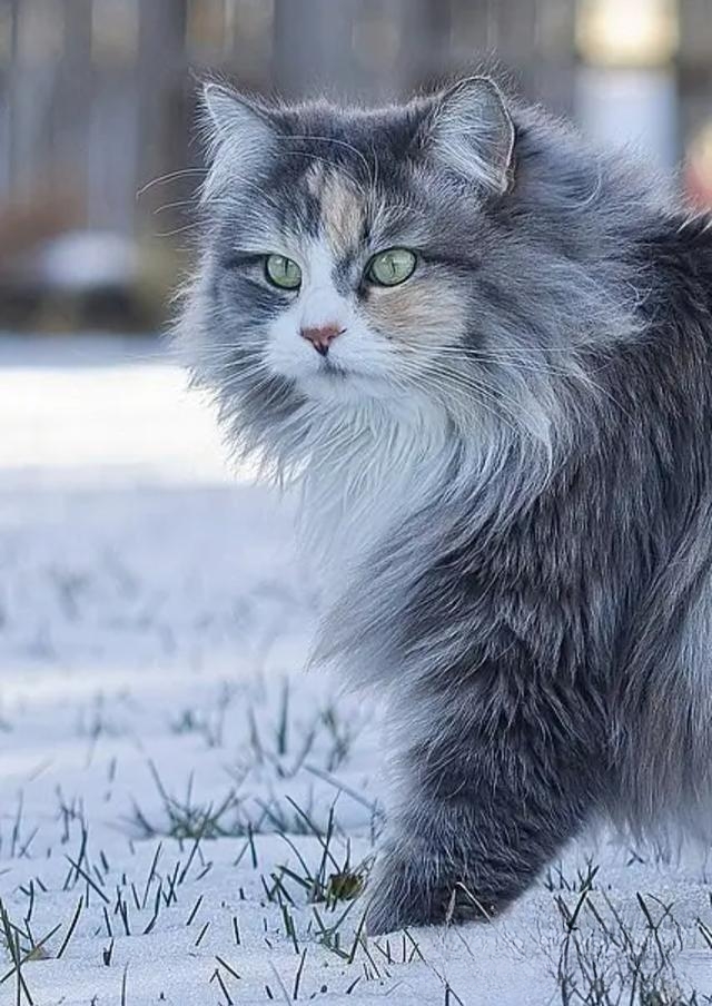 小猫一直叫怎么让它安静下来?