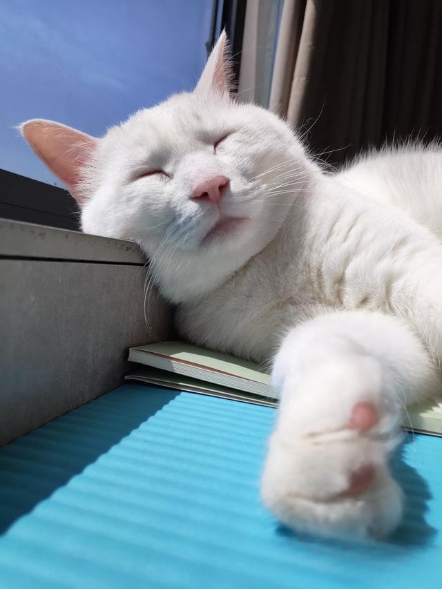 猫有哪些惹人喜爱的地方?