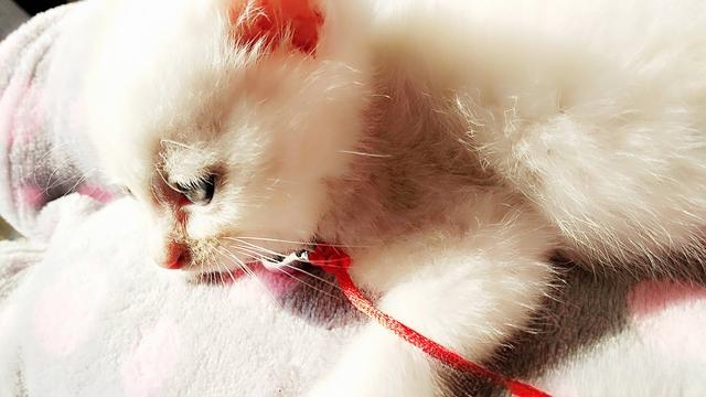 猫有哪些惹人喜爱的地方?