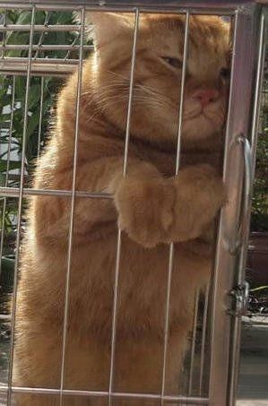 为什么有人说捡猫回家不好?