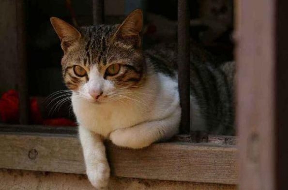 猫一般会跳楼吗?