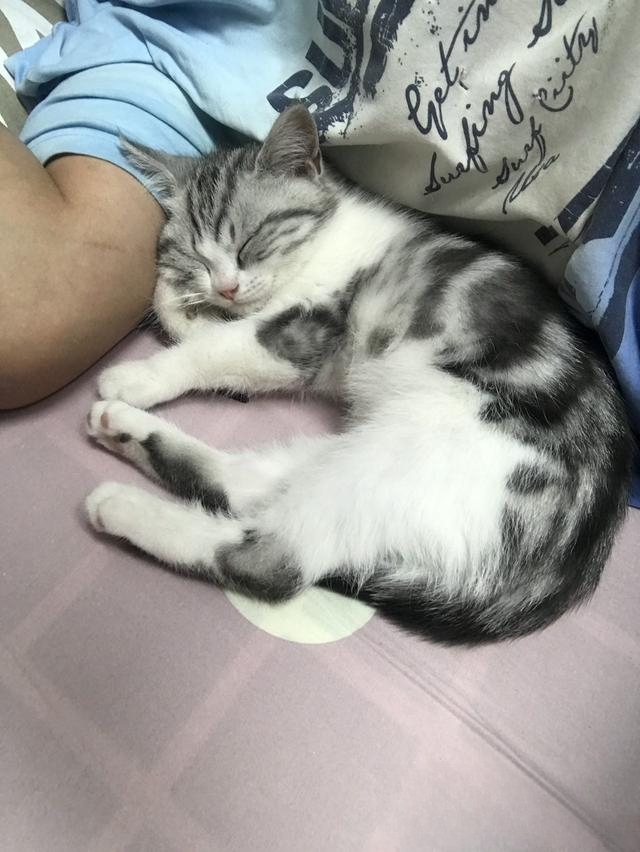 猫为什么不喜欢别人亲?