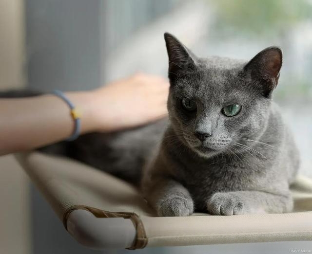 原住猫和新来小猫会受伤吗?