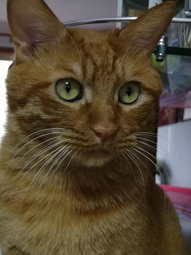 什么猫咪最流行?