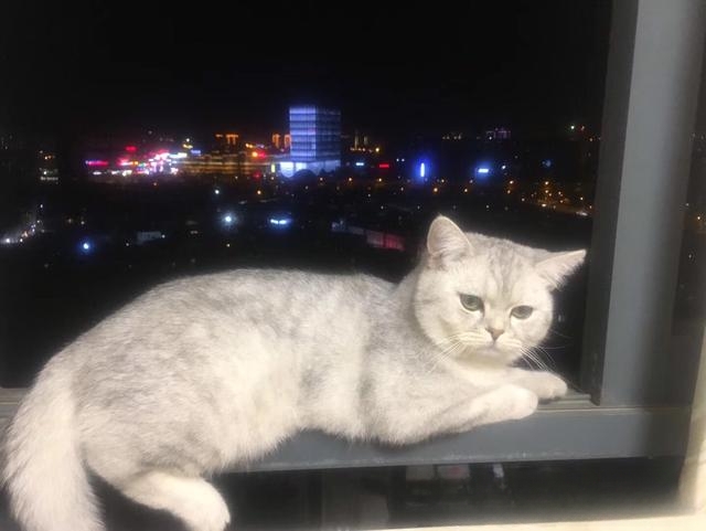 猫一般会跳楼吗?