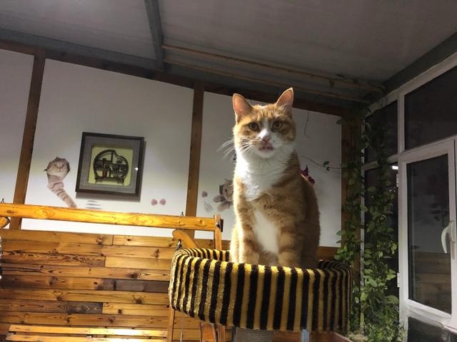 为什么有人说捡猫回家不好?