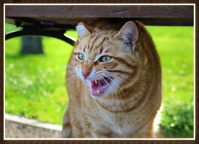 猫为什么会咬人?