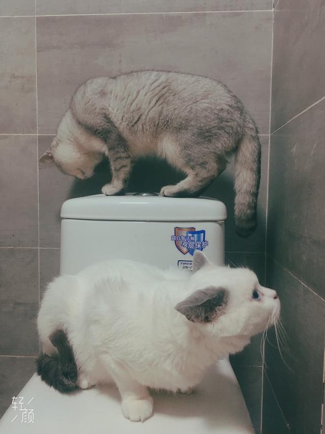 猫一般会跳楼吗?