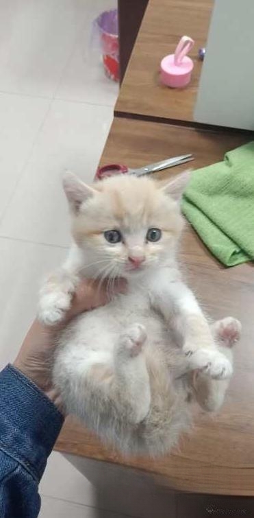 猫对着你叫,你怎么办?