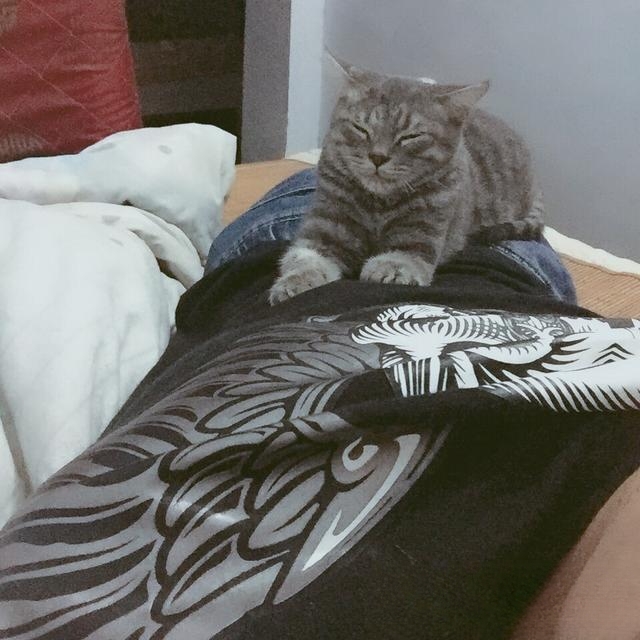 什么品种的猫喜欢爬到人身上或者喜欢主人抱着睡觉呢?