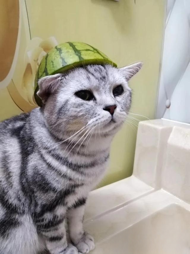 什么猫咪最流行?