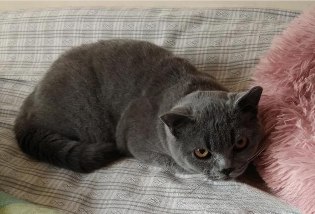 什么猫咪最流行?