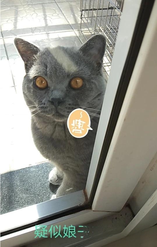 什么猫咪最流行?