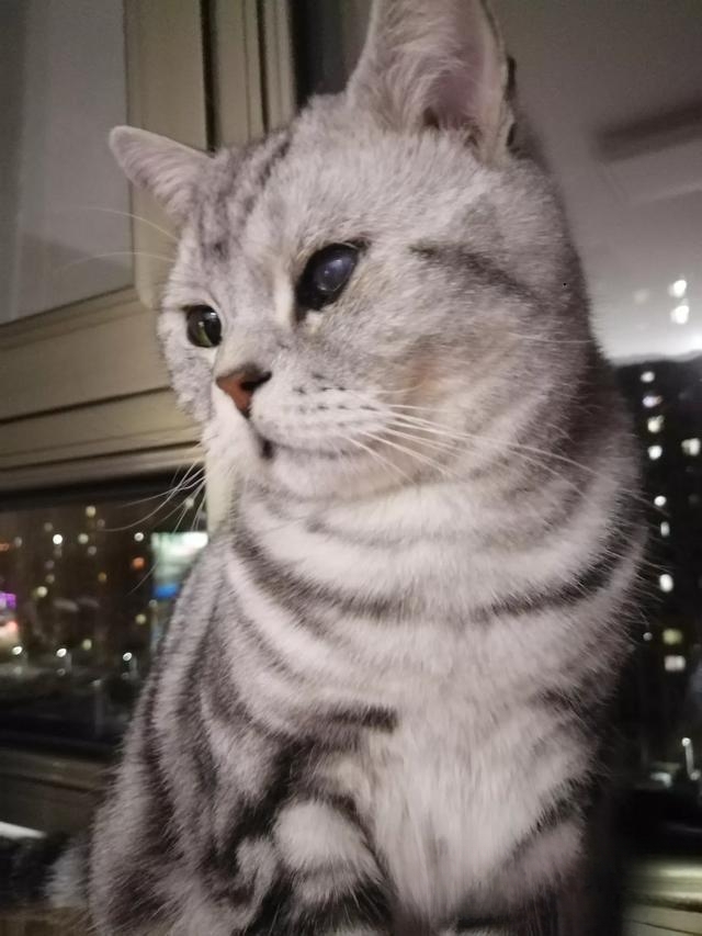 什么猫咪最流行?