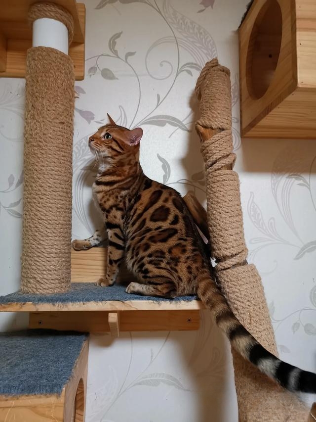 什么猫咪最流行?