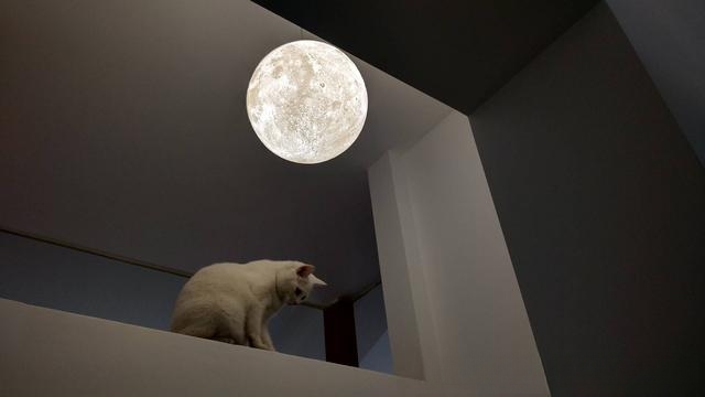 猫有哪些惹人喜爱的地方?