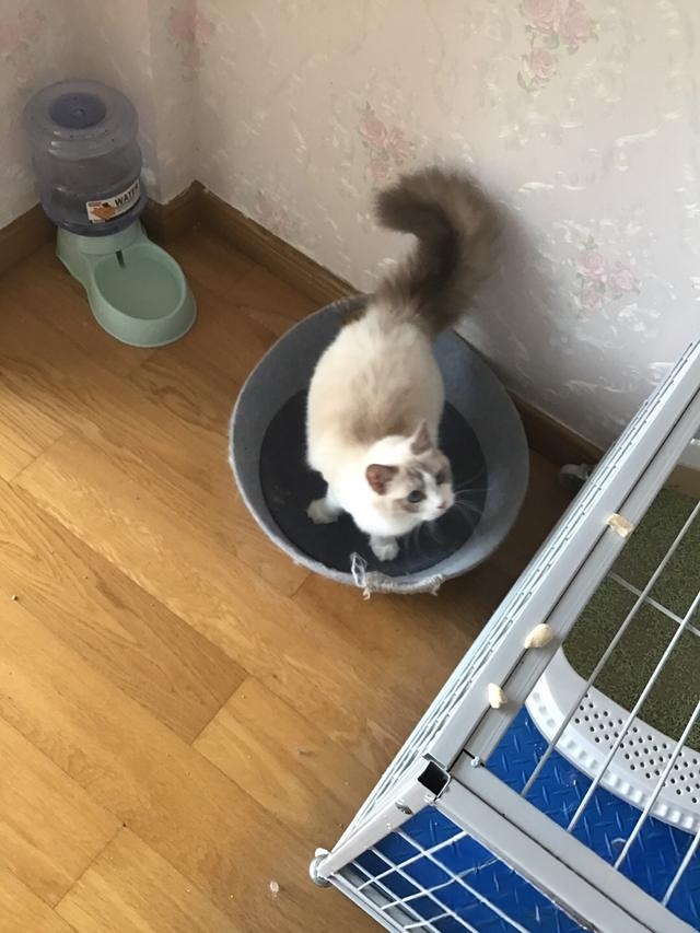 什么品种的猫喜欢爬到人身上或者喜欢主人抱着睡觉呢?