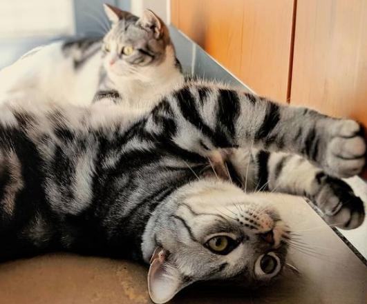 什么品种的猫喜欢爬到人身上或者喜欢主人抱着睡觉呢？