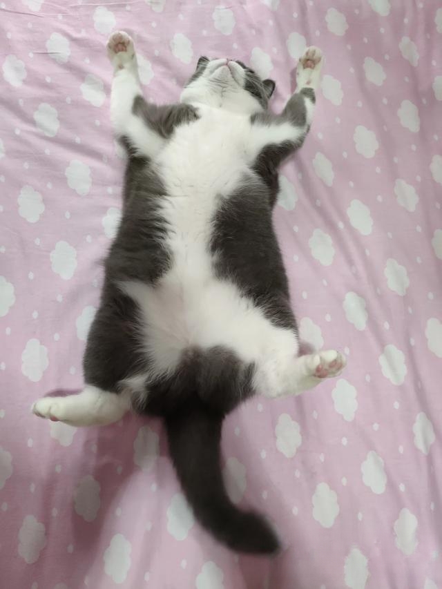 父母死活不同意你养猫的时候,怎么才能正确的把猫带回家?