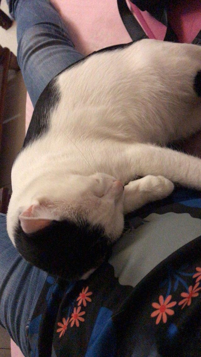 为什么有人说捡猫回家不好?