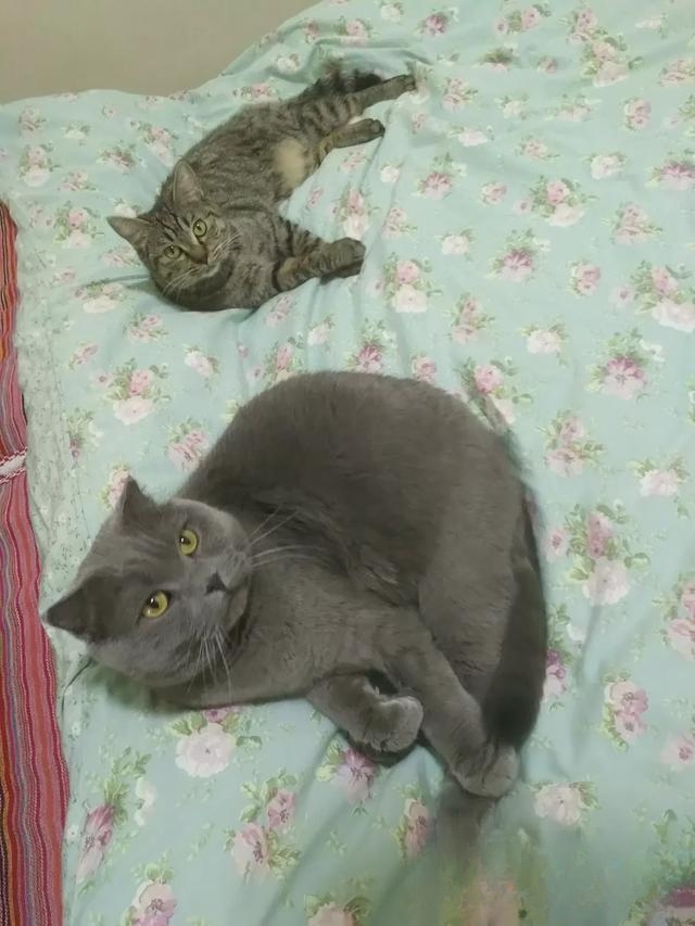 猫一般会跳楼吗?