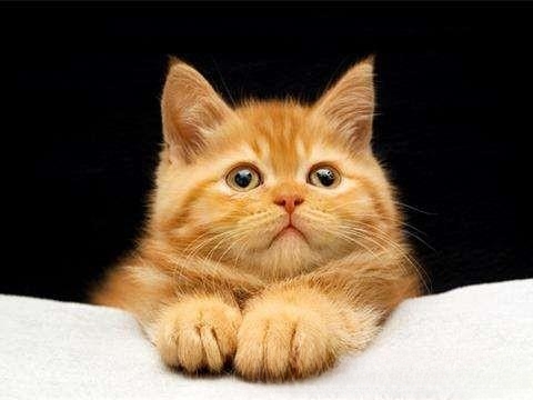 猫咪拉肚子了吃什么药才能好,猫一直拉肚子该给吃什么药?