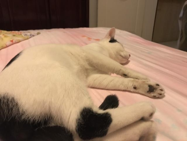 为什么有人说捡猫回家不好?