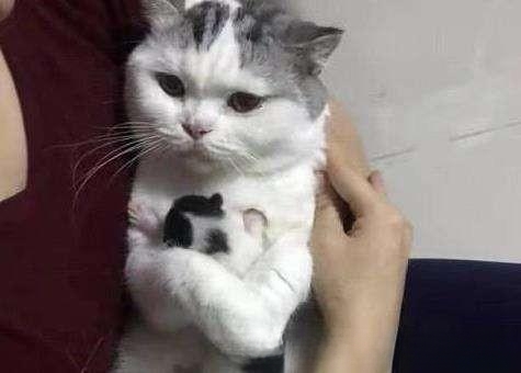 小猫感冒了有什么症状？