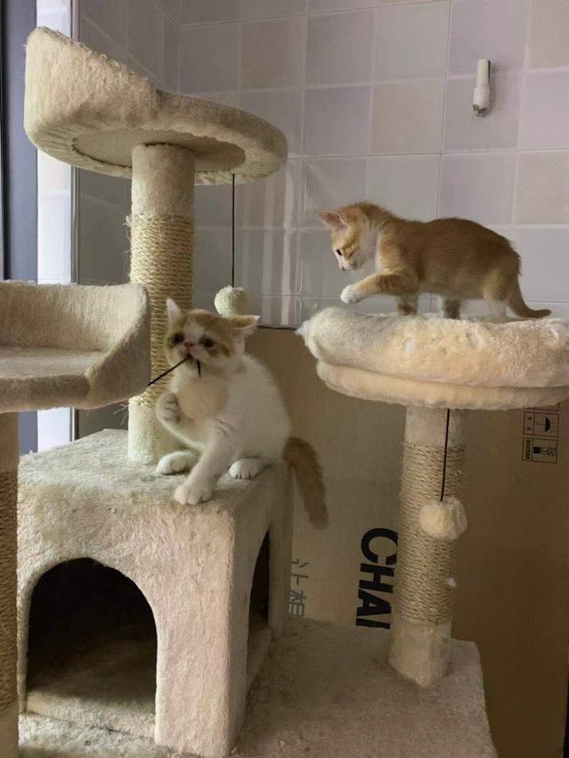 家猫和流浪猫接触为什么流浪猫没事家猫却得了猫瘟?