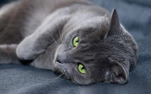 猫咪厌食怎么办？