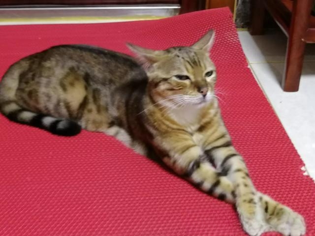 什么猫咪最流行?