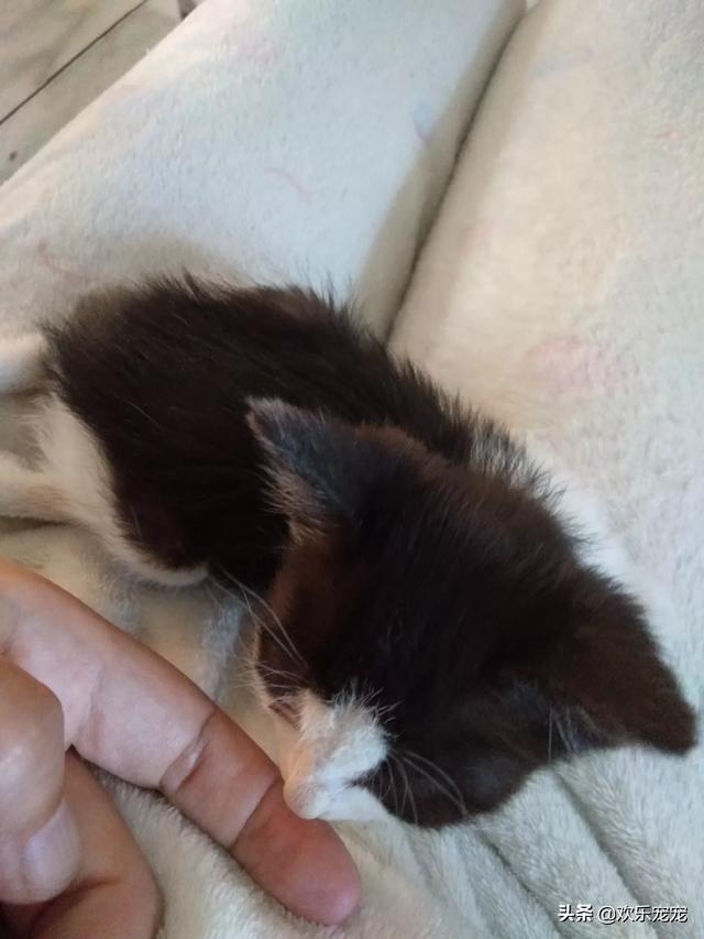 新来的小猫咪把它放在笼子里,它一直想要出去,该怎么办?