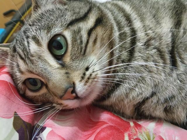 什么猫咪最流行?