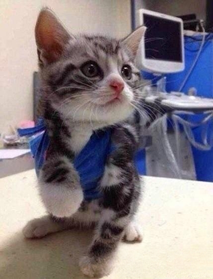 什么品种的猫喜欢爬到人身上或者喜欢主人抱着睡觉呢?