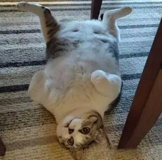 猫咪喂饭的正确方法？