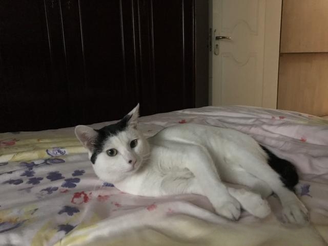 为什么有人说捡猫回家不好?