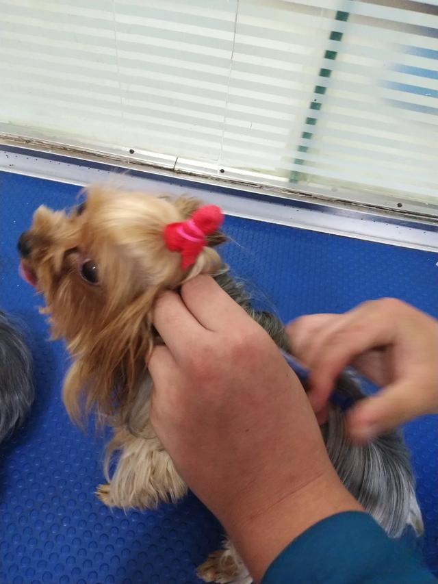 父母死活不同意你养猫的时候,怎么才能正确的把猫带回家?